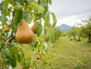 Detail stromu s Lovošem