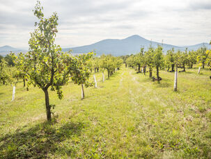 Vpravo vrch Lovoš vlevo Kybička