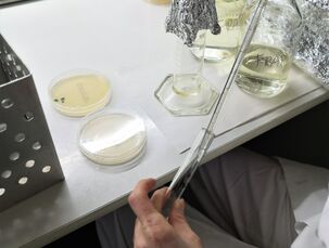 Práce v mikrobiologické laboratoři - ředění a kvantitativní stanovení