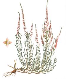 Vřes