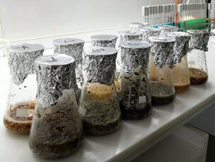 Další zpracování vzorků při zkoušce průkazu Salmonelly (mikrobiologické zpracování)