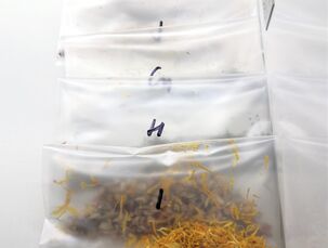 Odebrané vzorky bylin připravené na zpracování v mikrobiologické laboratoři