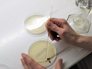 Práce v mikrobiologické laboratoři - kvantitativní stanovení plísní