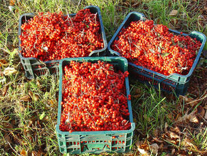 Jeřabiny pro Děčínskou jeřabinku