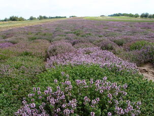 Lány mateřídoušky