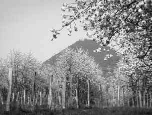 Sady v Českém středohoří