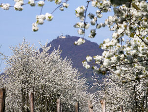 Sady v Českém středohoří