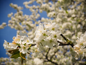 Sady v Českém středohoří