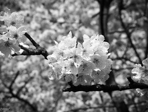 Květy třešně ČB