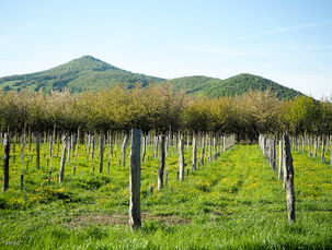 Sad v Českém středohoří