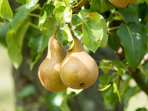 Boscova lahvice detail