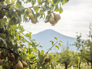 Vrch lovoš v pozadí