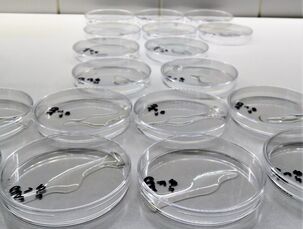 Petriho misky s naředěným vzorkem připravené na zalití kultivačním médiem - stanovení plísní (mikrobiologické zpracování)