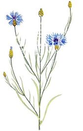 Chrpa