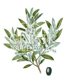 Oliva
