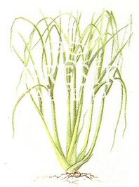Lemongrass