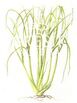 Lemongrass