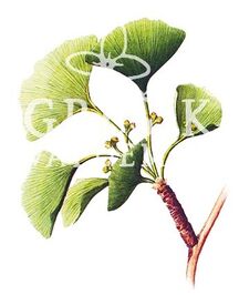 Ginkgo