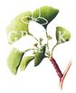 Ginkgo