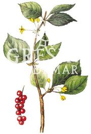Schizandra