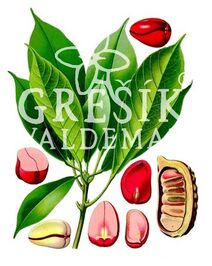 Kola