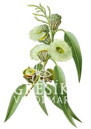 Eukalyptus